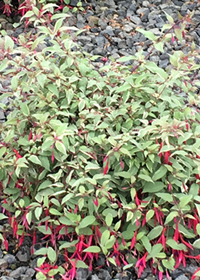 Fuchsia magellanica var. macro. 'Tricolor' (Versicolor)